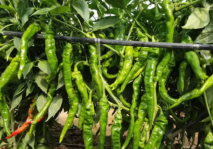 螺絲椒的種植季節是什麼時候，大棚種植和露地種植有什麼區別？