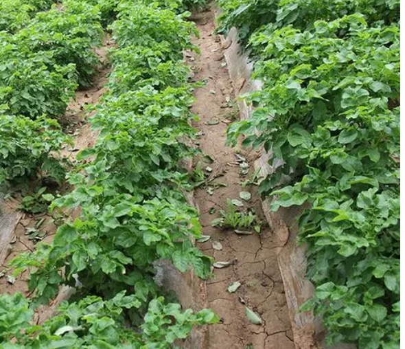 種植馬鈴薯什麼樣的溫度條件適宜馬鈴薯生長？