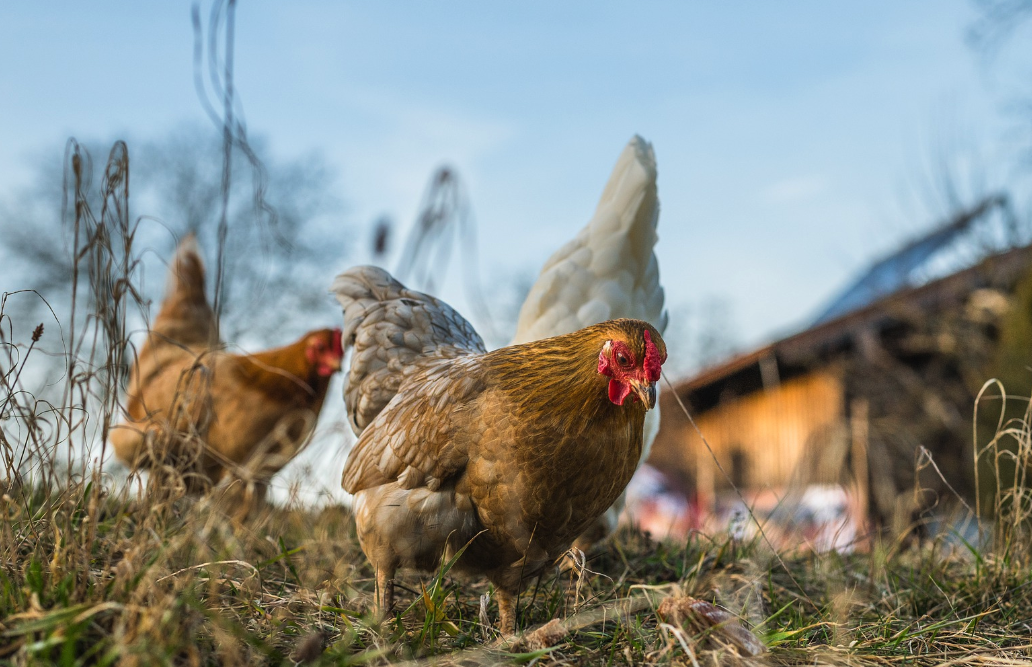 如何讓雞肉更有色澤，雞飼料中可以添加什麼物質?