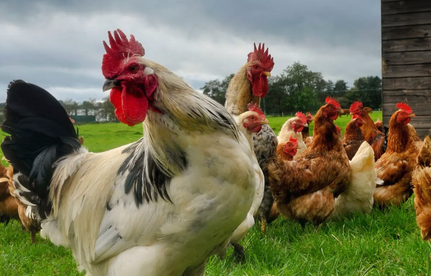 如何增加雞蛋的色澤，雞飼料中可以添加什麼?