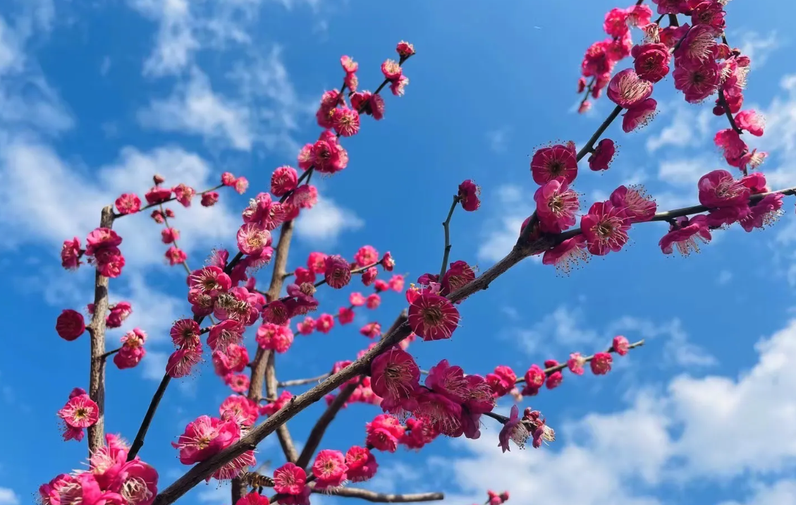 朱砂梅如何防病和防蟲，有哪些解決方法？