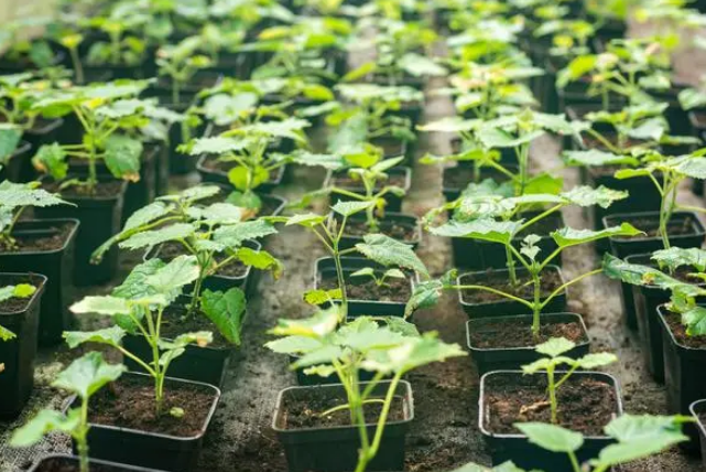 黃瓜苗怎麼種植方法如下