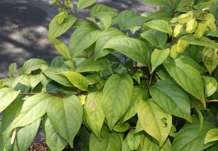 雷公藤是什麼植物，有什麼形態特征？