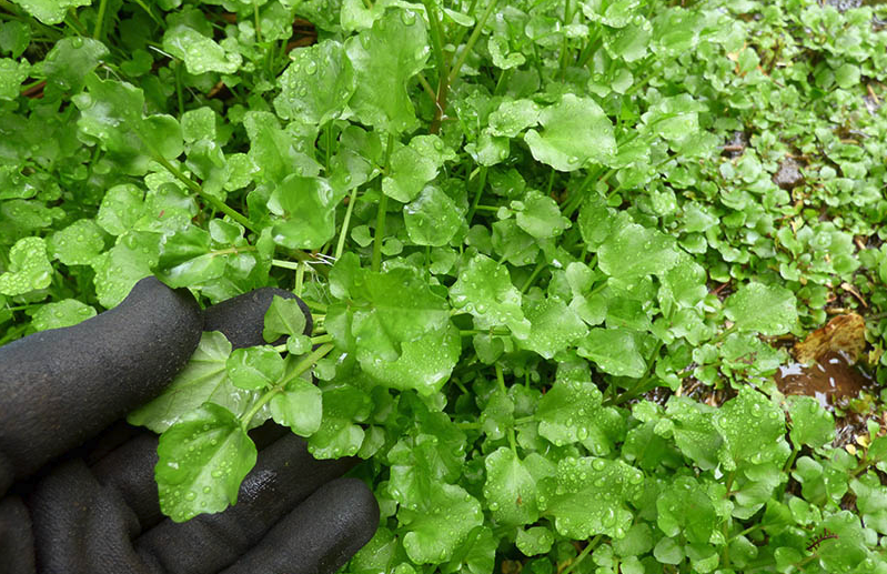 水蕹菜如何進行栽種，需要準備什麼?