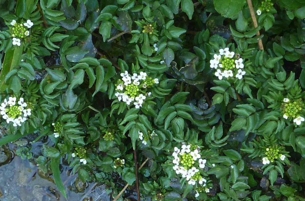 水蕹菜有什麼營養價值，對種植環境有什麼要求?