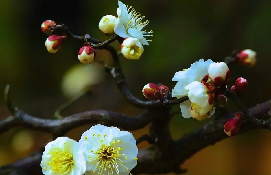 龍遊梅對溫度和土壤有什麼要求，花期在什麼時候?