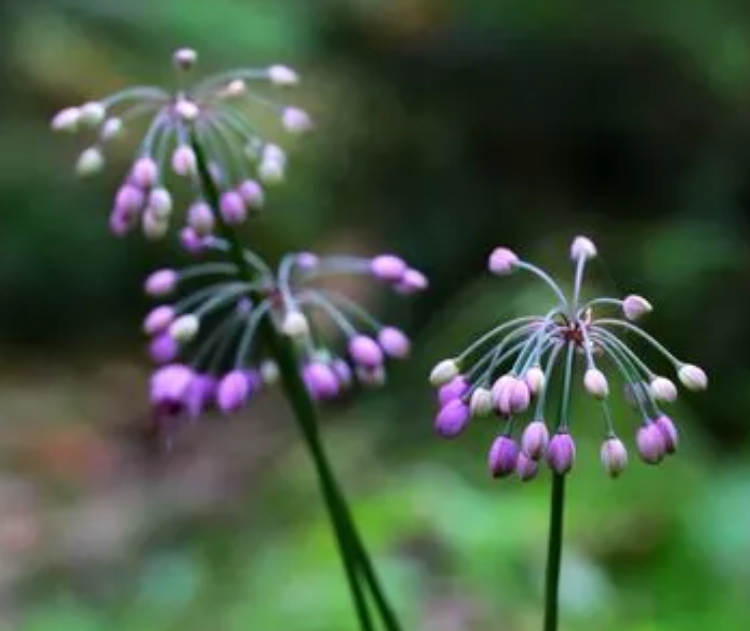 石蒜怎麼種植