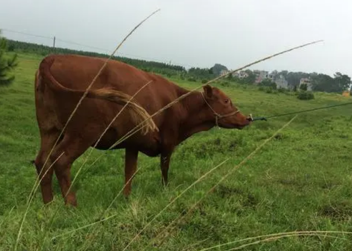 肉牛養殖技術和管理方法