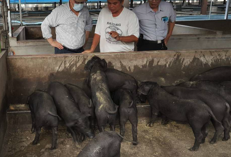 抗壞血酸可以添加到豬飼料中嗎，有哪些好處？