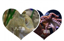 <strong>章魚和八爪魚有什麼區別</strong>