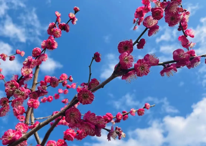 梅花出現白粉病有哪些症狀，如何進行防治?