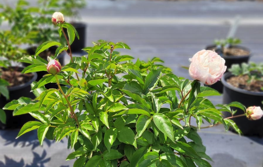 芍藥如何進行分株繁殖，有什麼分株方法?