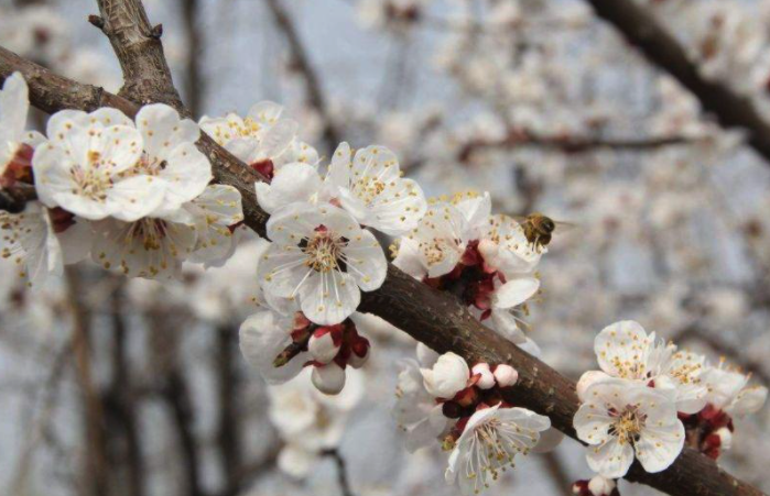 江梅是什麼梅花品種，有什麼特點？