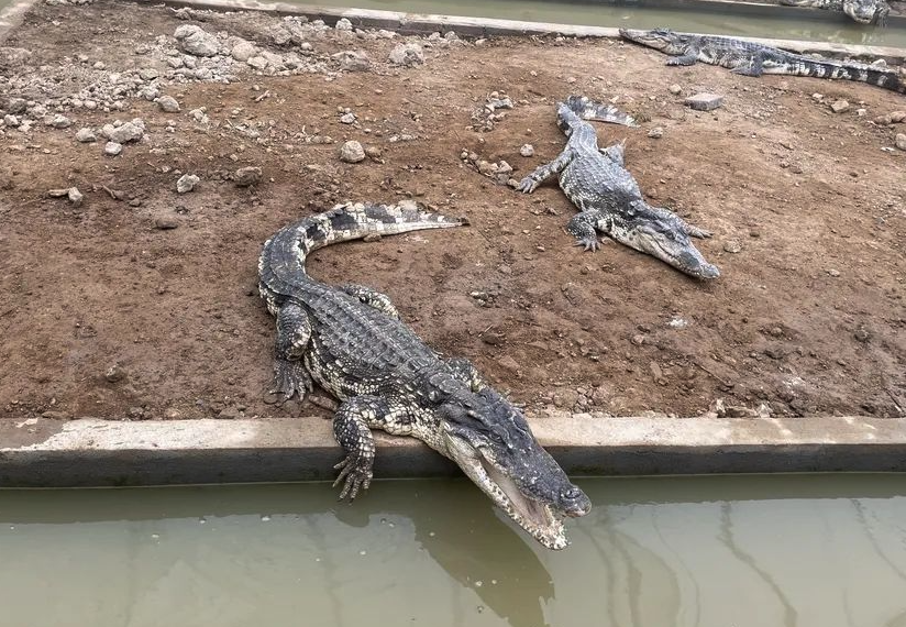 養殖鱷魚需要什麼條件？