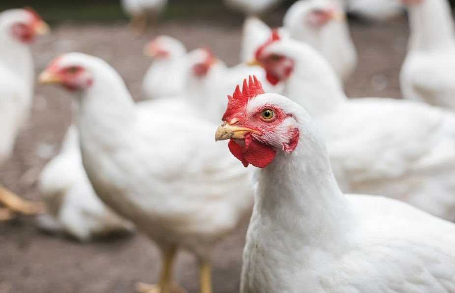 高力米先是什麼藥物，加入到雞飼料中有哪些好處?