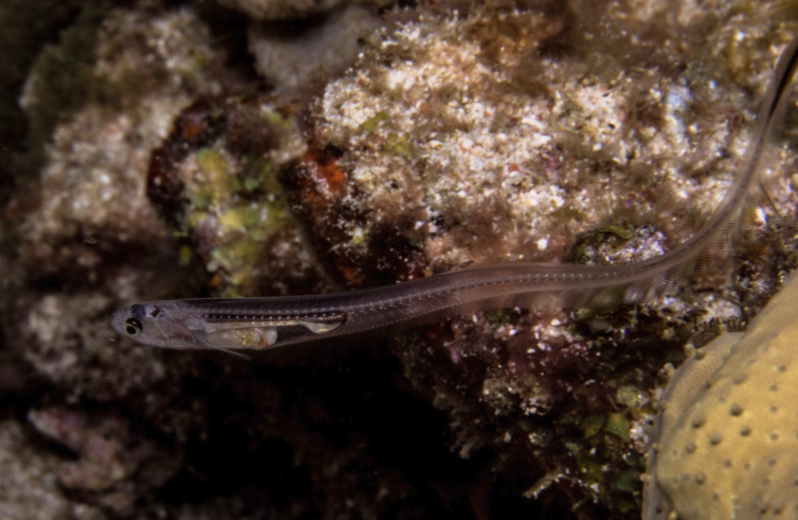 隱魚是什麼魚，有什麼形態特征?