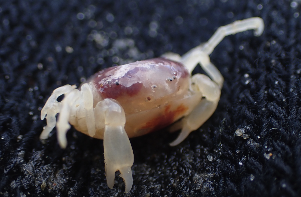 豆蟹是什麼生物，對海參養殖有沒有影響，如何消滅豆蟹?