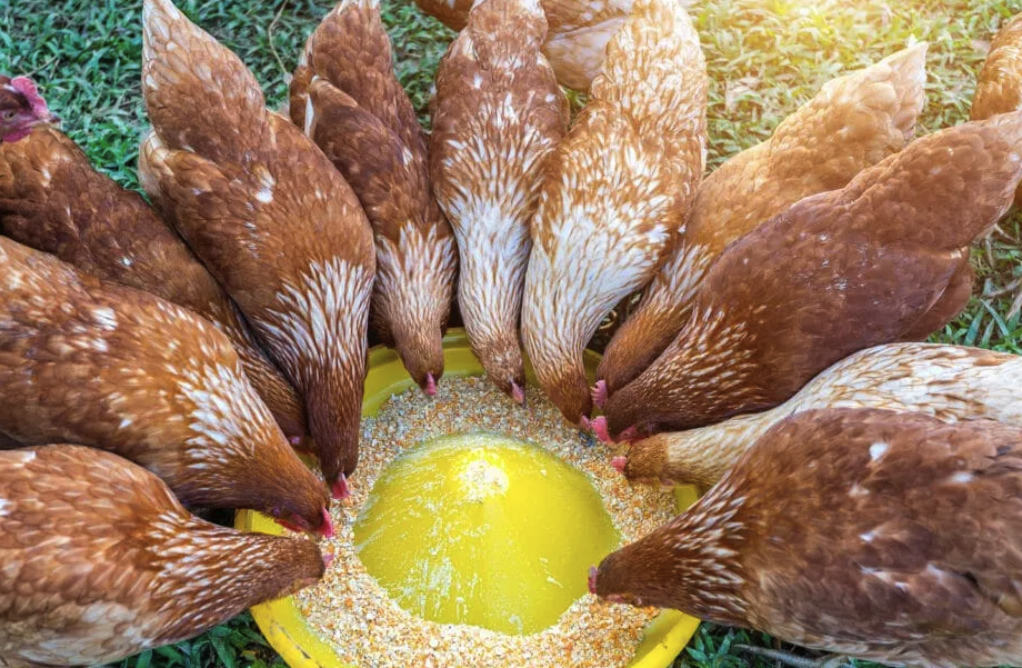 雞飼料中鈣和磷比例失調會對雞有哪些影響?