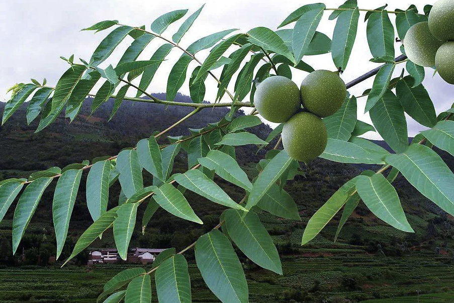 日本核桃對種植環境有哪些要求，對水分和光照有哪些要求？