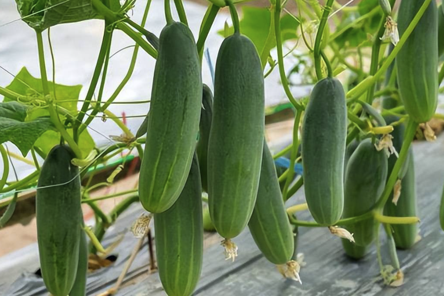 夏季西葫蘆和秋季西葫蘆有什麼區別和特點？