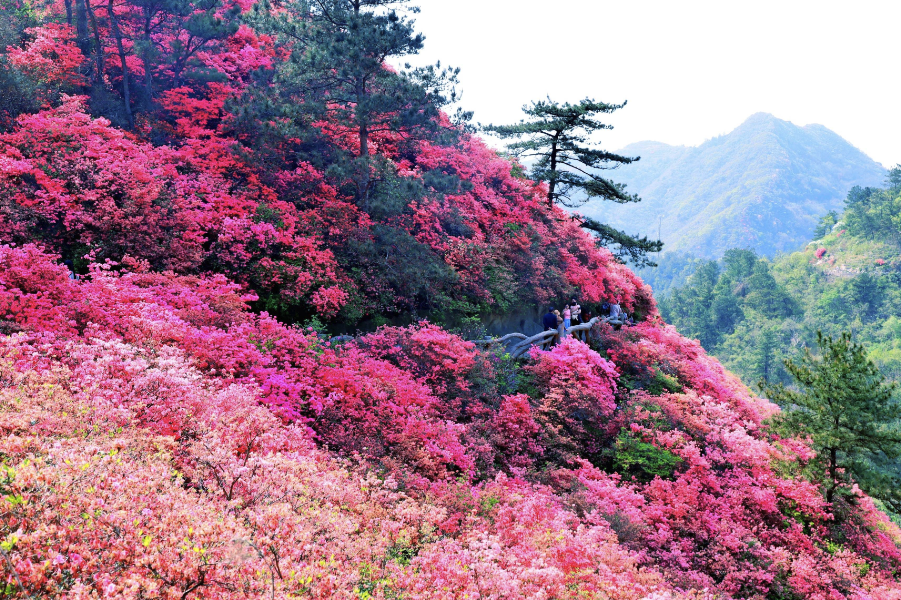 映山紅對種植環境有什麼要求，花期在什麼時候?