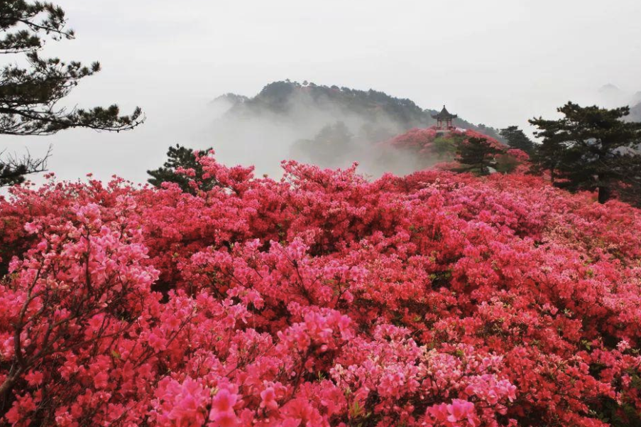 映山紅有哪些形態特點，主要生長在哪些地區?