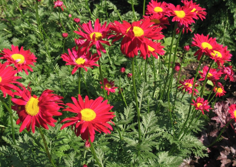 紅花除蟲菊如何進行種植，花期在什麼時候?