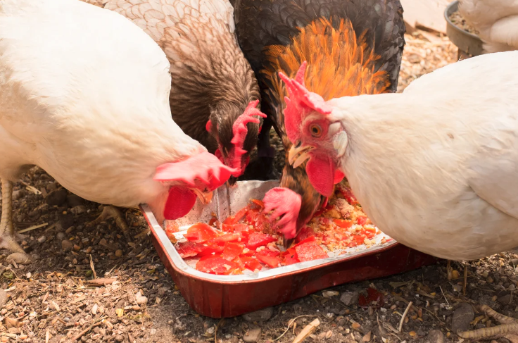 強化複合添加劑是什麼成分，加入雞飼料有哪些好處?