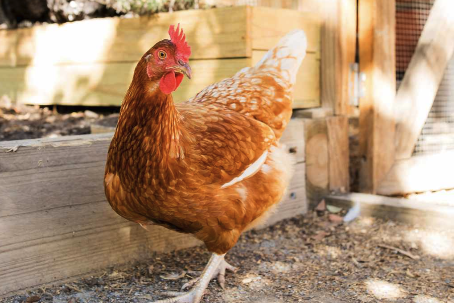 穀物喂養和飼料喂養哪個對雞的生長更好?