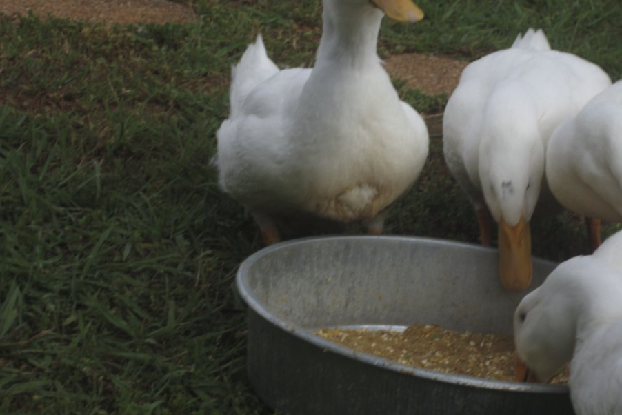 鴨子飼料大豆餅需要進行處理加熱嗎?