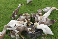 <strong>鴨子飼料大豆餅需要進行處理加熱嗎?</strong>