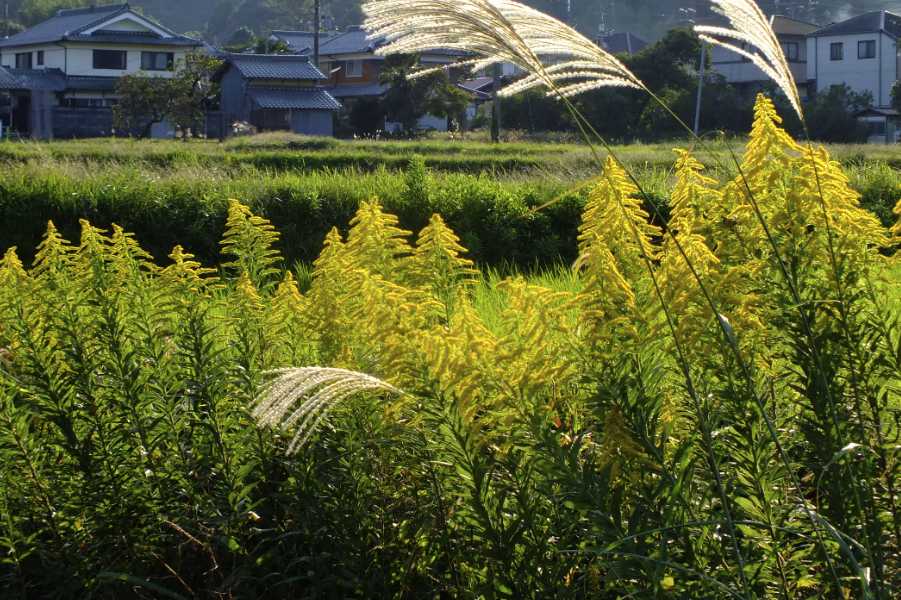 一枝黃花如何進行栽培，需要準備什麼？