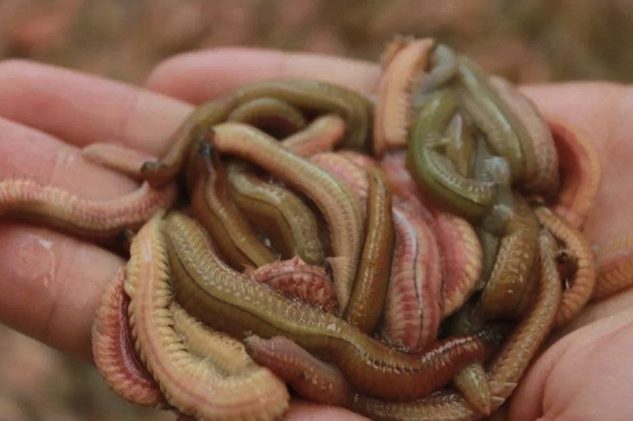 沙蠶是什麼動物，有什麼形態特點？