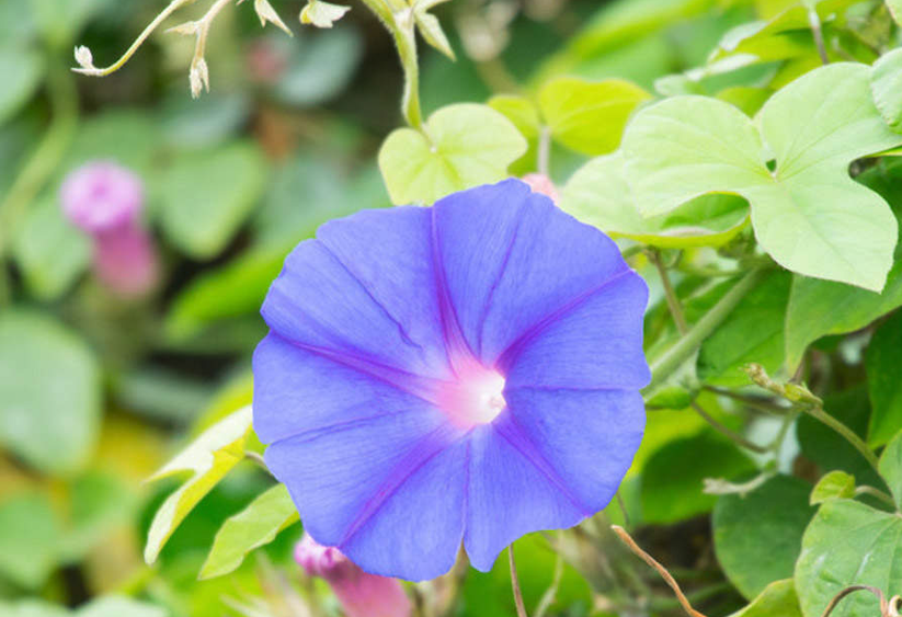 牽牛花日常維護，出來澆水怎麼防蟲病害？