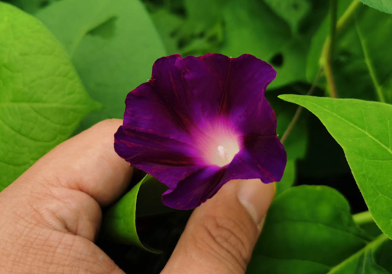 牽牛花日常維護，出來澆水怎麼防蟲病害？