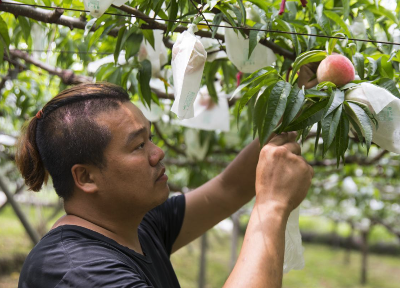 水蜜桃種植需要多長時間才能結果？