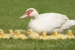 <strong>鴨子飼料中添加什麼可以補充鈣質？</strong>