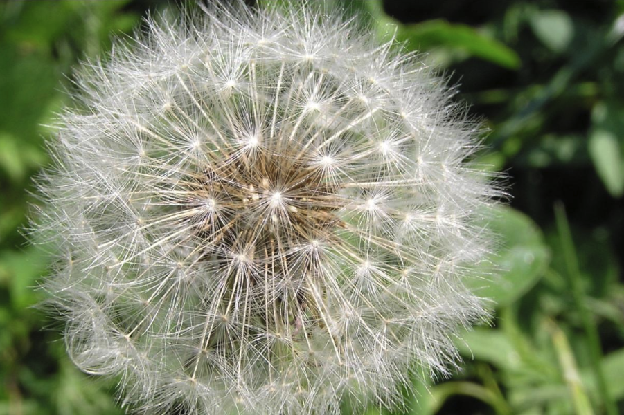 東北蒲公英有哪些生態習性，花期在什麼時候？