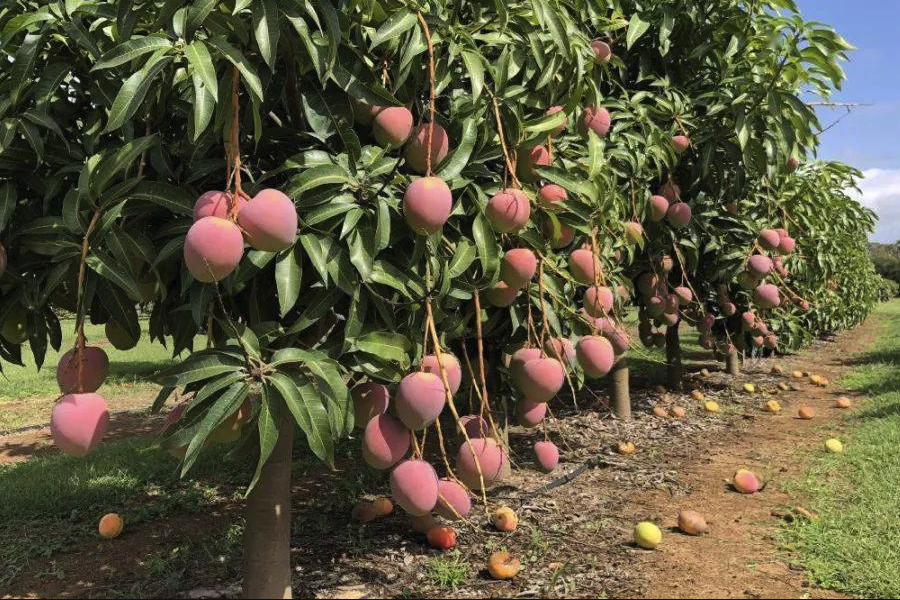 芒果對種植方法和注意事項介紹？