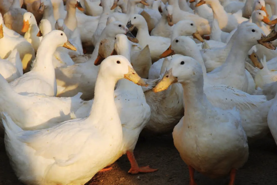 肉鴨飼料中加入什麼可以提高肉的色澤？