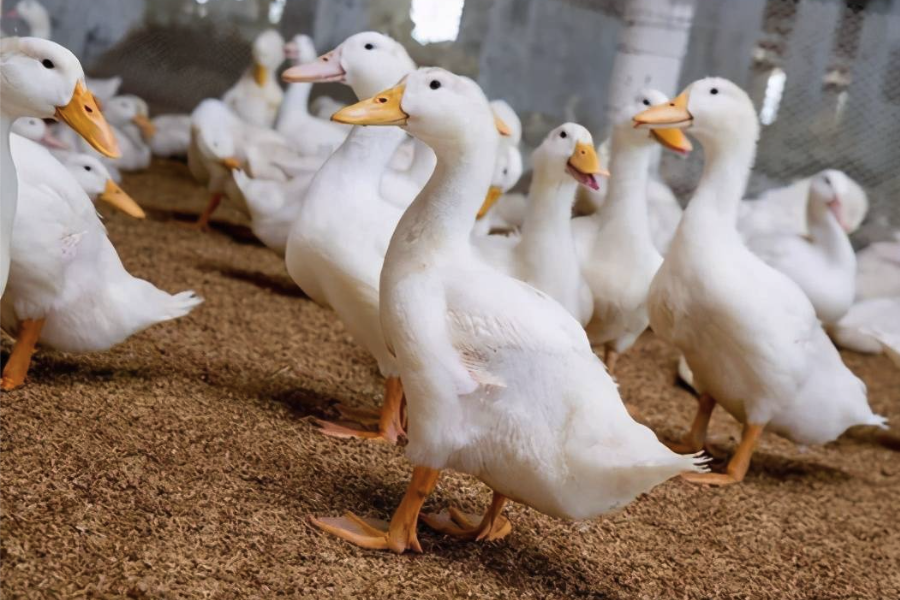 肉鴨飼料中加入什麼可以提高肉的色澤？