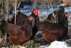 <strong>羅斯褐雞（Rhode Island Red）生長周期是多久，繁殖能力怎麼樣?</strong>