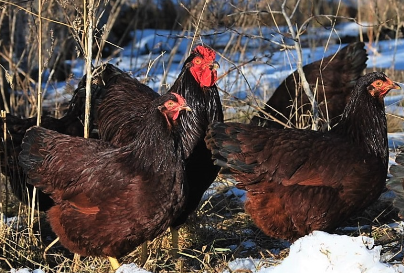 羅斯褐雞（Rhode Island Red）生長周期是多久，繁殖能力怎麼樣?