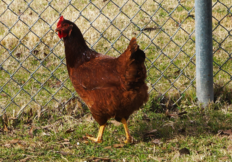 羅斯褐雞（Rhode Island Red）生長周期是多久，繁殖能力怎麼樣?