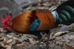 <strong>洛島紅雞原產地是哪裏，有哪些優勢特點?</strong>