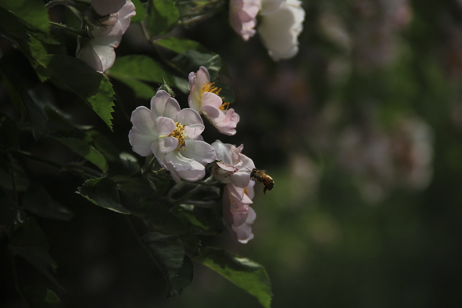 粉團薔薇的種子如何培育，需要什麼條件？