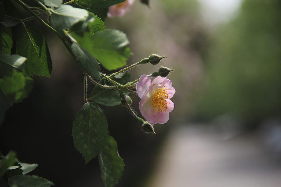 粉團薔薇的種子如何培育，需要什麼條件？