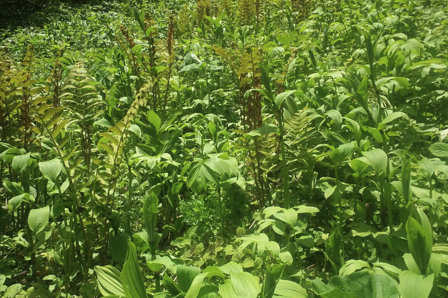 寶鐸草耐寒性怎麼樣，可以室外過冬嗎？