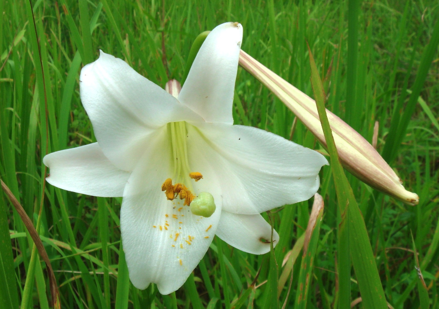 鬆葉百合花期在什麼時候，如何繁殖?