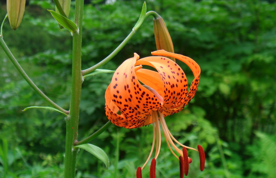 沙壤土種植東北百合有哪些好處?